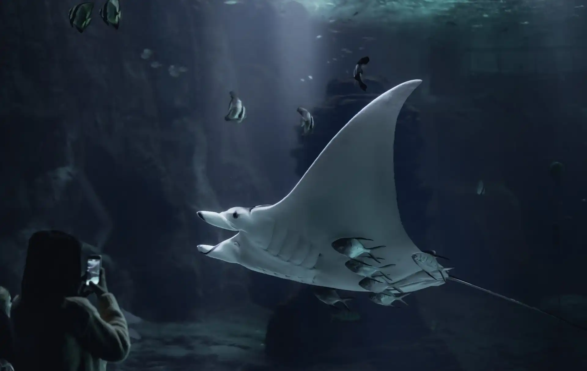 en büyük akvaryum, en uzun akvaryum, en eski akvaryum, en büyük akvaryum penceresi