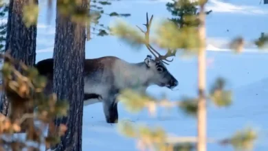 Finlandiya Lapland Gezi Maliyeti